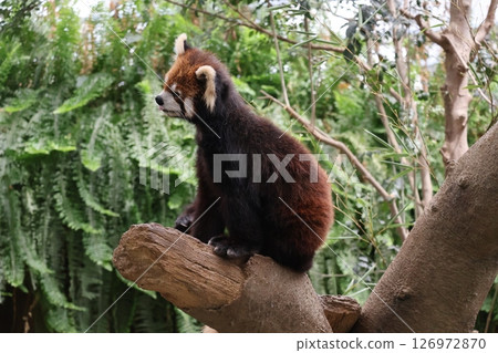 A scene with a red panda sitting on a tree, sticking out its tongue and looking to the side 126972870