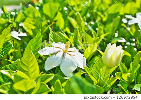 White gardenia flowers (summer, June) 126972954