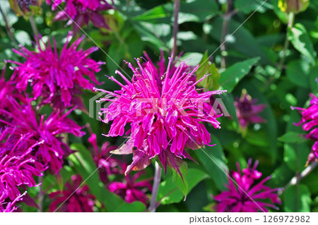 淡紫色佛手柑花（夏季，六月） 126972982