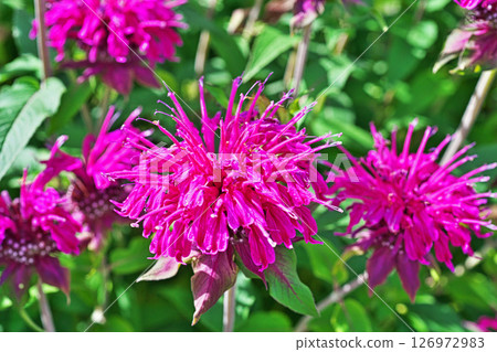 Pale purple bergamot flowers (summer, June) 126972983