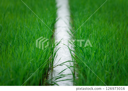 Nature of rice field on rice paddy Nature of rice field on rice paddy 126973016