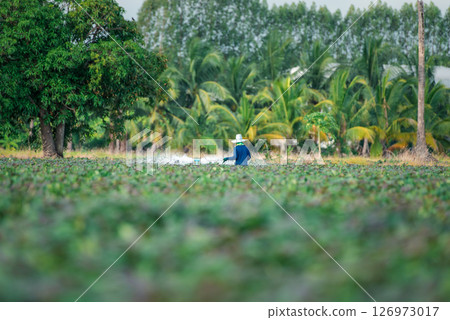 Nature of sweet potatoes plantation, yam farming 126973017
