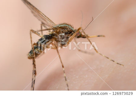 Macro of mosquito (Aedes aegypti) sucking blood 126973029