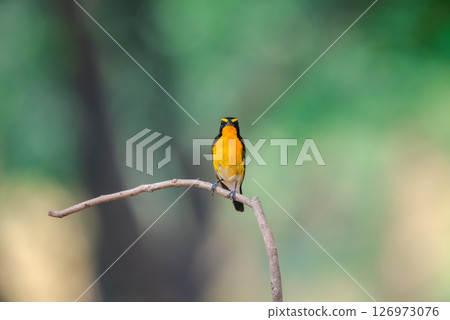 Bird (Narcissus Flycatcher) on tree in nature wild Bird (Narcissus Flycatcher) on tree in nature wild 126973076