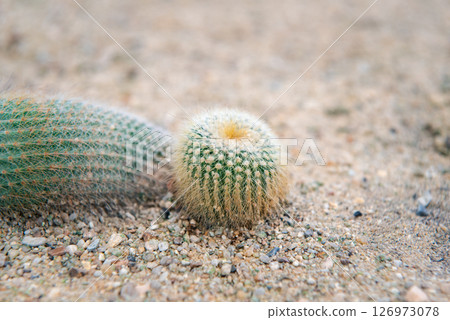 Cactus and Cactus flowers popular for decorative 126973078