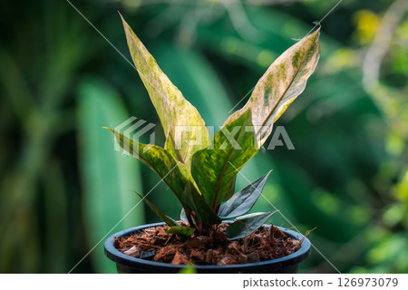 Greenery background nature plant leaf (Anthurium) 126973079
