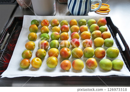 Preparation for making Umeboshi (washing, removing stems, drying) (Summer, June) Preparation for making Umeboshi (washing, removing stems, drying) (Summer, June) 126973318