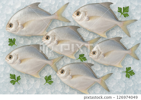 AI generated clean whole raw pomfret fish on crushed ice top view with bright daylight capturing freshness clarity coolness and culinary quality enhanced with scattered green herbs for appeal AI generated clean whole raw pomfret fish on crushed ice top view with bright daylight capturing freshness clarity coolness and culinary quality enhanced with scattered green herbs for appeal 126974049