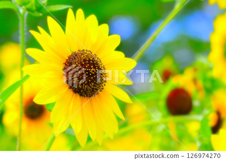 Fresh yellow refreshing sunflower flower Fresh yellow refreshing sunflower flower 126974270