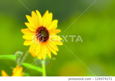 鮮黃色清爽的向日葵花 鮮黃色清爽的向日葵花 126974272