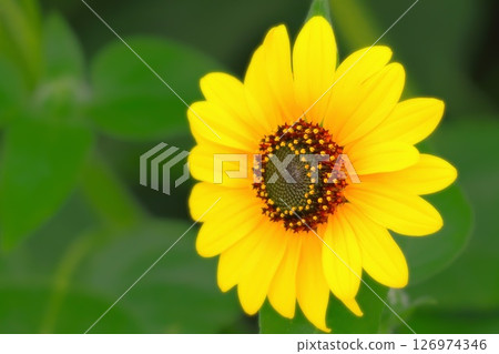 Fresh yellow refreshing sunflower flower 126974346