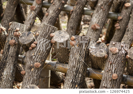 Shiitake mushrooms grown on logs 126974425