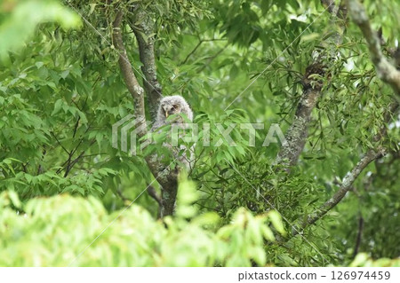 Owl's chick Owl's chick 126974459