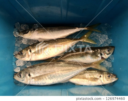 Freshly caught horse mackerel Freshly caught horse mackerel 126974460