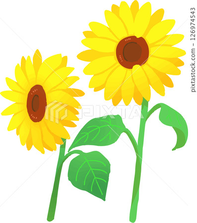 sunflower	 126974543