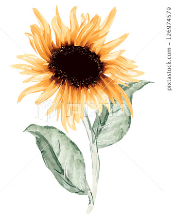 水彩畫向日葵的插圖 126974579
