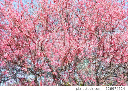 梅花粉紅色早春美麗的春天綻放， 126974624