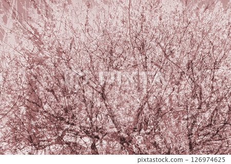 梅花粉紅色早春美麗的春天綻放, 梅花粉紅色早春美麗的春天綻放, 126974625