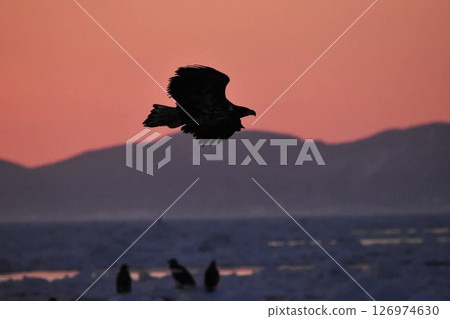 White-tailed eagle White-tailed eagle 126974630