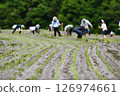 Rice terrace owners planting rice 126974661