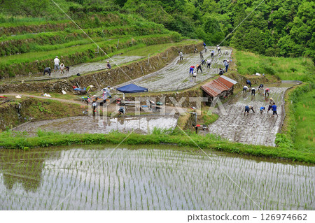 梯田主種植水稻 126974662