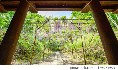 Esashi Fujiwara Village, Spring, Castle fence and wisteria flowers, Iwate Prefecture Esashi Fujiwara Village, Spring, Castle fence and wisteria flowers, Iwate Prefecture 126974695