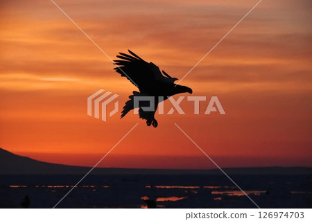 A white-tailed eagle flying at sunrise A white-tailed eagle flying at sunrise 126974703