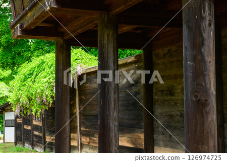 Esashi Fujiwara Village, Spring, Castle fence and wisteria flowers, Iwate Prefecture Esashi Fujiwara Village, Spring, Castle fence and wisteria flowers, Iwate Prefecture 126974725