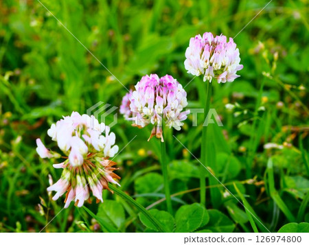 川口市荒川河岸盛開的白三葉草 川口市荒川河岸盛開的白三葉草 126974800