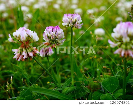 川口市荒川河岸盛開的白三葉草 川口市荒川河岸盛開的白三葉草 126974801