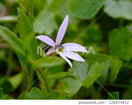 初夏荒川河床上盛開的溝隱白花 126974852