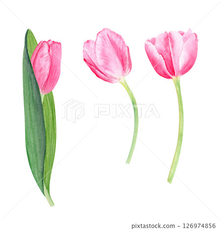 Three tulips watercolor illustration set isolated on white. Hand painted pink flowers. High quality clip art perfect for mother's day, women's day cards, posters, perfume, packaging, decor, eco design Three tulips watercolor illustration set isolated on white. Hand painted pink flowers. High quality clip art perfect for mother's day, women's day cards, posters, perfume, packaging, decor, eco design 126974856