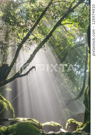 熊本菊池溪的夢幻燈光 126974910