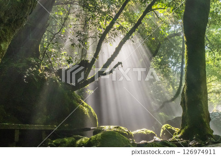 The fantastic light of Kikuchi Valley in Kumamoto 126974911