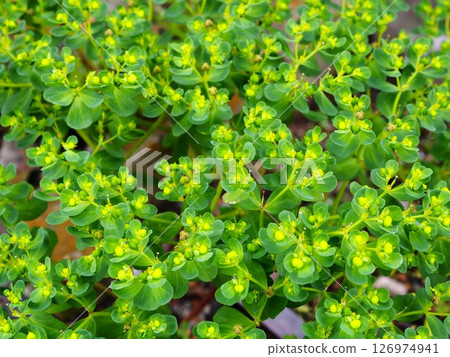 Euphorbia gracilis growing in vacant lots in the city Euphorbia gracilis growing in vacant lots in the city 126974941