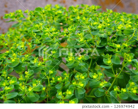 生長在城市空地上的大戟屬植物 生長在城市空地上的大戟屬植物 126974942