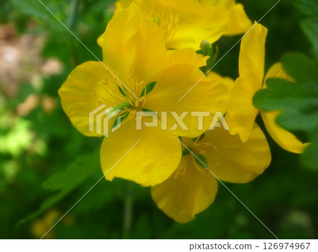 白屈菜 白屈菜 126974967