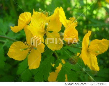 Xasanow Xasanow 126974968