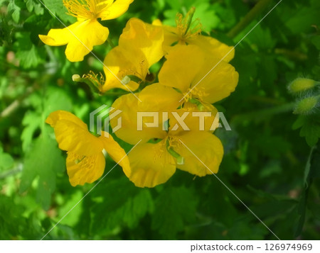 白屈菜 白屈菜 126974969