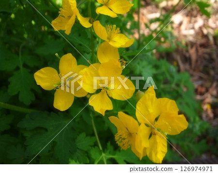 Xasanow Xasanow 126974971