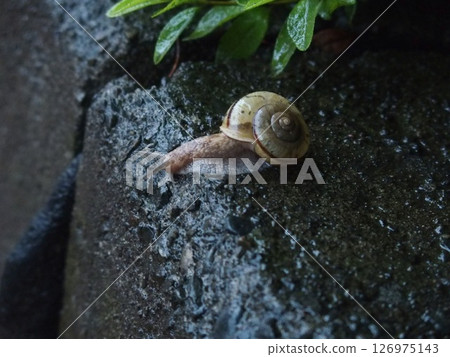 雨中行走的蝸牛 126975143