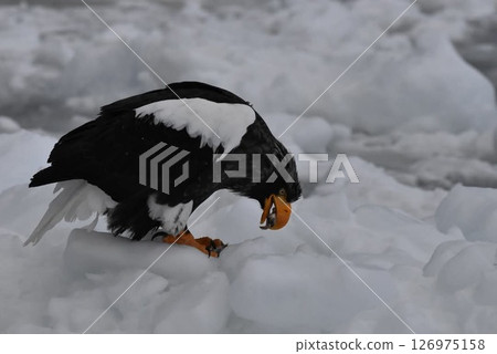 虎頭海雕正在吃魚 虎頭海雕正在吃魚 126975158