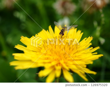 A fly species resting on a dandelion flower A fly species resting on a dandelion flower 126975320