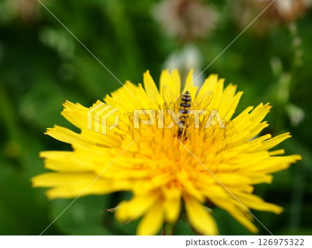 A fly species resting on a dandelion flower 126975322