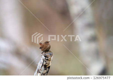 A wren perched on a tree branch and looking around A wren perched on a tree branch and looking around 126975477