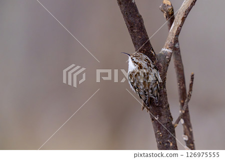 Yellow-bellied woodpecker looking for food while climbing a tree 126975555