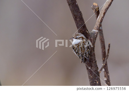 Yellow-bellied woodpecker looking for food while climbing a tree 126975556