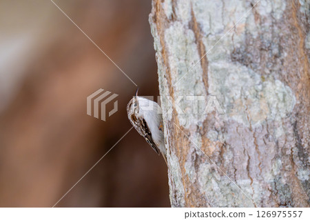 Yellow-bellied woodpecker looking for food while climbing a tree 126975557