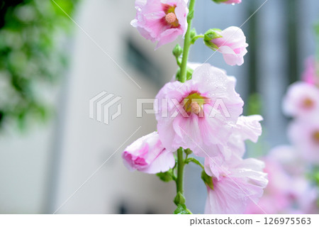 Hollyhocks pink flowers 126975563