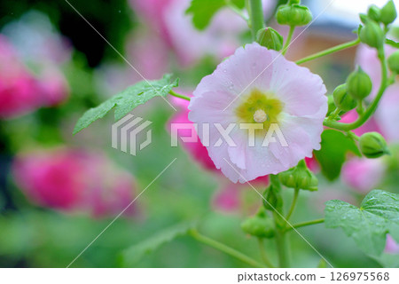 Hollyhocks pink flowers 126975568